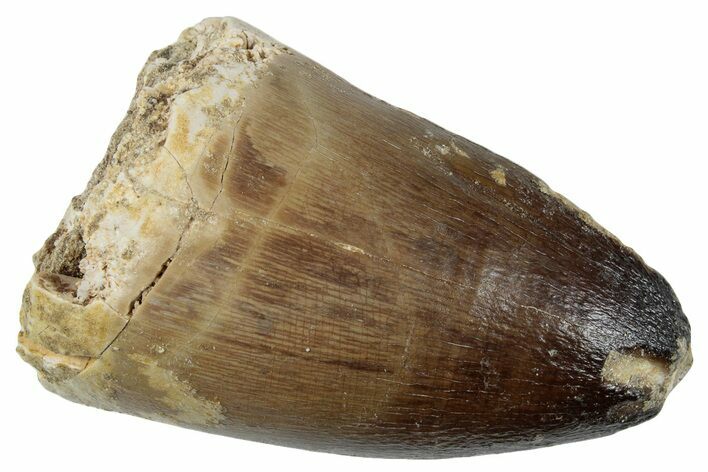 Huge, Mosasaur (Prognathodon Currii) Tooth - Morocco #259968